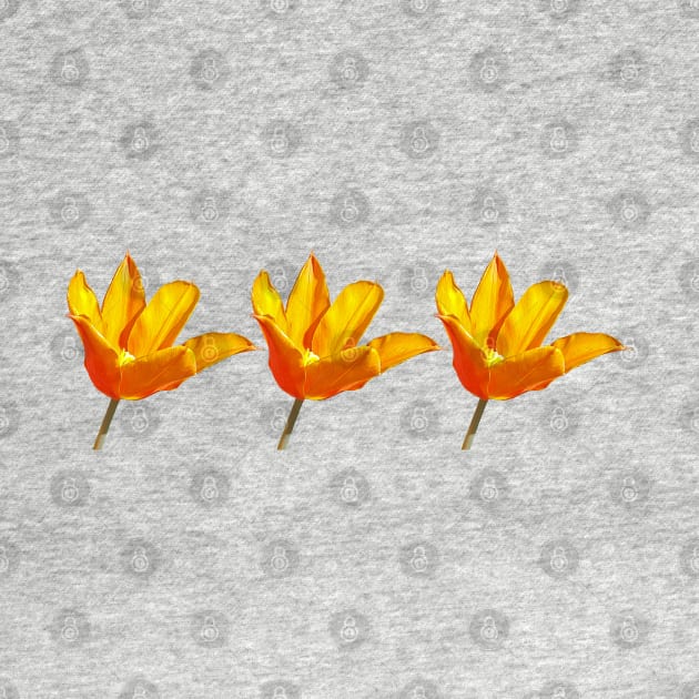 Three Orange Tulips Floral Photo by ellenhenryart